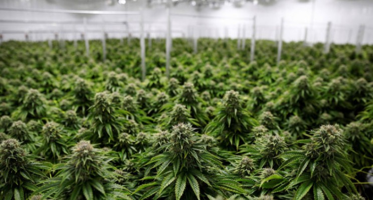 O (enorme) potencial do mercado latino americano da Cannabis medicinal